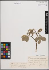 Foto von Salix coaetanea (Hartm.) Flod.